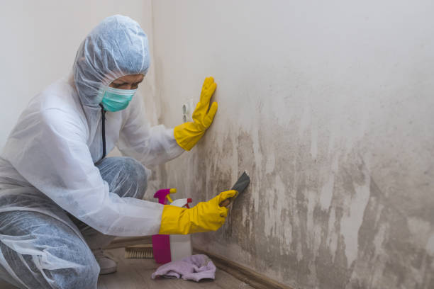 Best Mold Removal for HVAC Installations  in USA